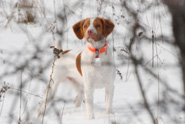 A Brittany Spaniel from Downwind Kennels