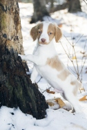 A Fitch Brittany Spaniel bred in Ontario
