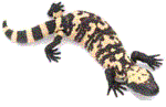 Baby Gila Monster