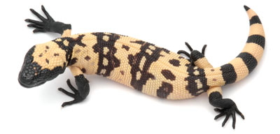 Gila Monster 1 of 2 poisonous lizards in the world