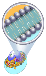 plasma membrane