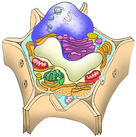 plant cell