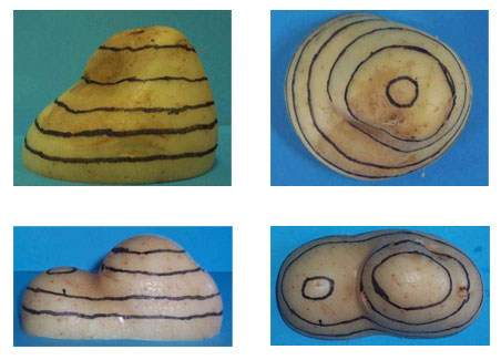 Sample potato contour lines activity